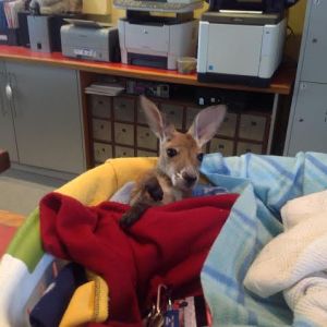 Archie orphaned Joey