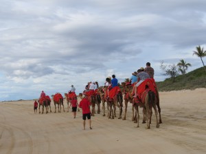 Camels on Cable Beach