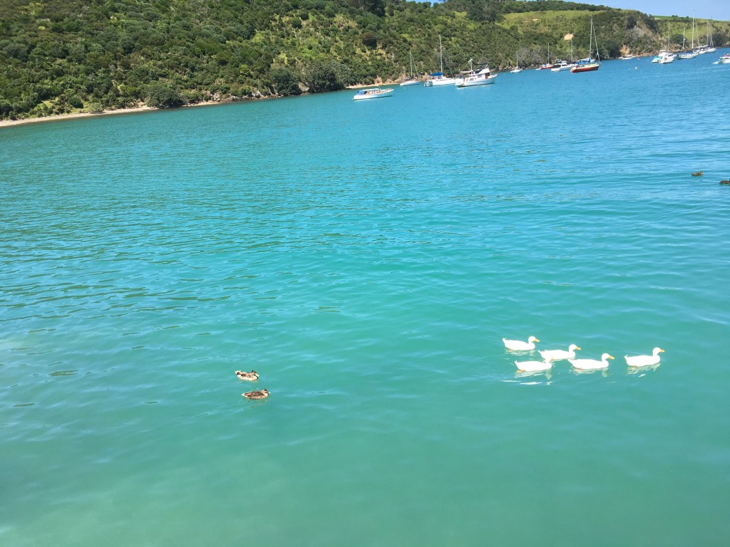 A serene body of water with a vibrant turquoise hue, featuring a pair of ducks swimming in the foreground and a line of four white ducks behind them. In the background, lush green hills and several boats are anchored peacefully on the water.