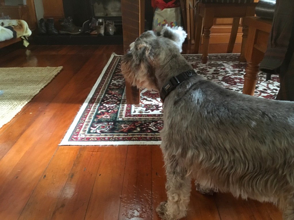 A dog standing on a wooden floor in a cozy living room, looking towards the left. A patterned rug is underneath the dog, and various items are visible in the background.