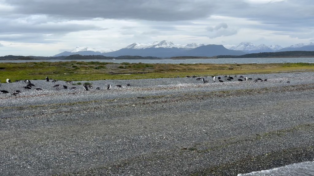A coastal scene with a pebbly shore, featuring several birds among the stones and a backdrop of mountains capped with snow under a cloudy sky.