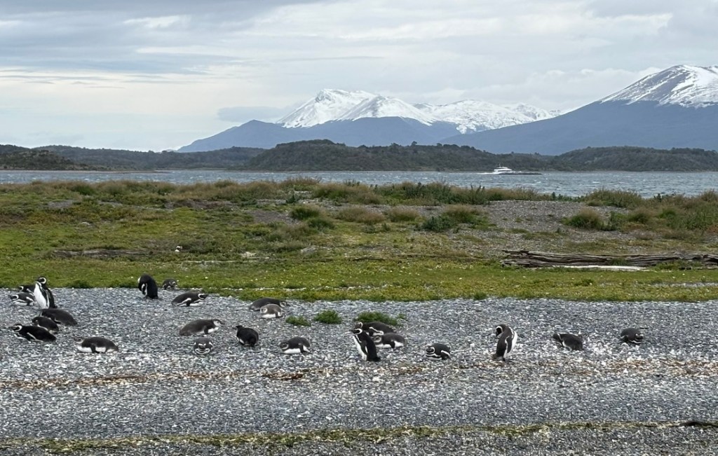 A group of penguins on a rocky shoreline with mountains covered in snow in the background and a cloudy sky.